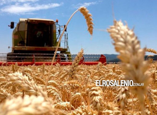 El trigo vuelve a marcar rindes records y va por 17,3 Mt El trigo vuelve a marcar rindes records y va por 17,3 Mt