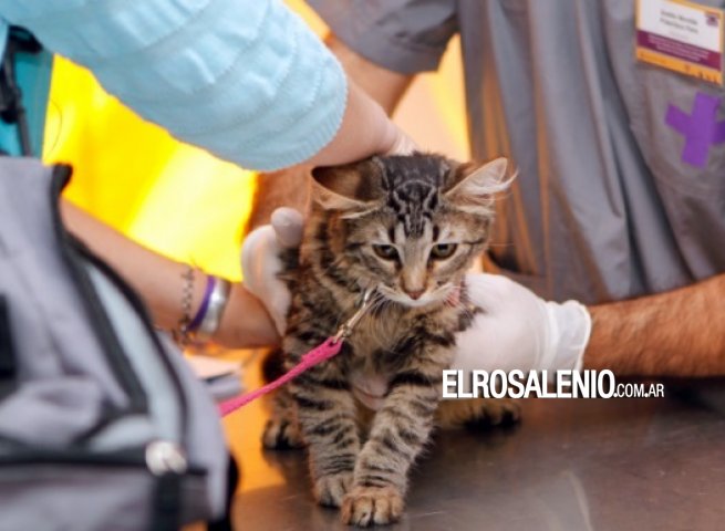 Proponen la creación de una guardia veterinaria en la ciudad Proponen la creación de una guardia veterinaria en la ciudad