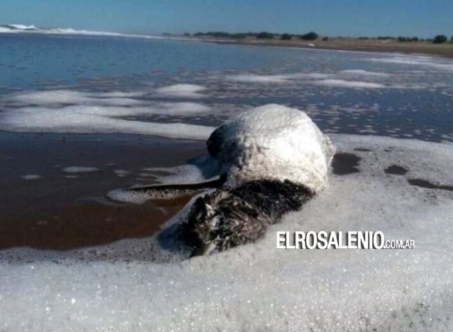 Hallaron más de 60 pingüinos muertos en la costa de Claromecó Hallaron más de 60 pingüinos muertos en la costa de Claromecó