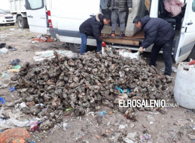 El municipio prohíbe la extracción y consumo de ostras El municipio prohíbe la extracción y consumo de ostras
