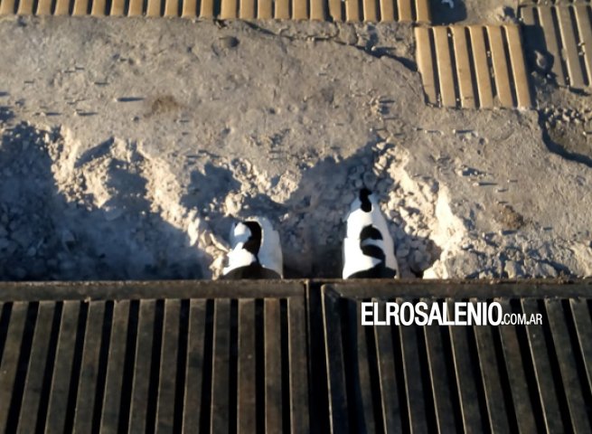 Empresa que hizo la obra del centro reconoció el error Empresa que hizo la obra del centro reconoció el error