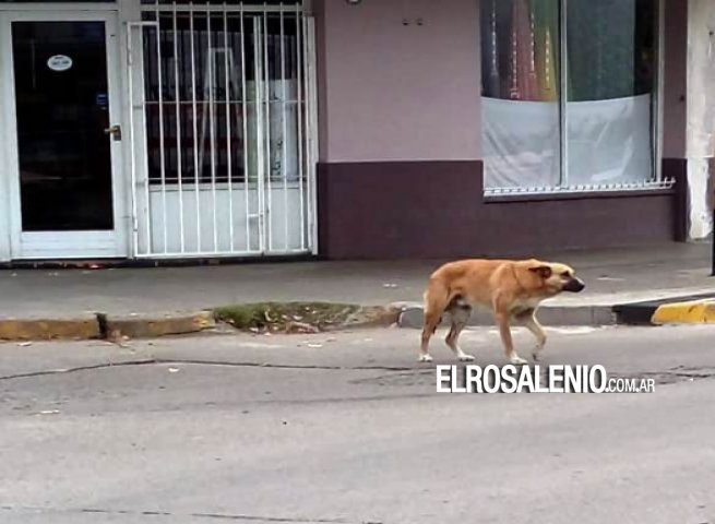 Vecinos asistieron a una mujer que fue atacada por un perro Vecinos asistieron a una mujer que fue atacada por un perro