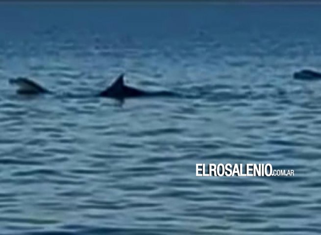Soñado encuentro de pescadores con delfines franciscanas en la costa rosaleña