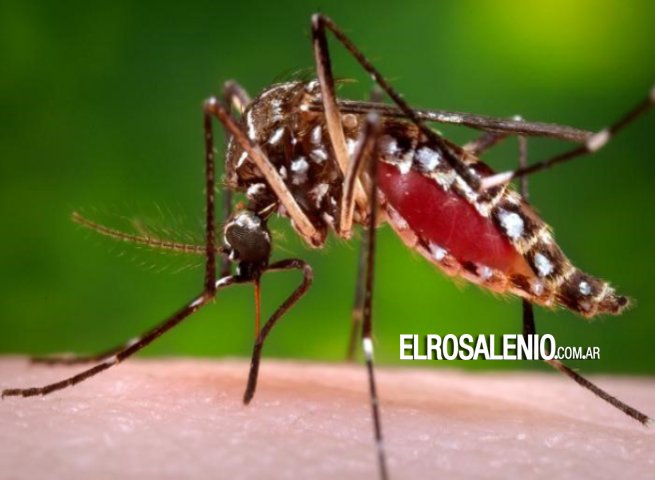 Solicitan extremar los cuidados para evitar propagación del mosquito Aedes