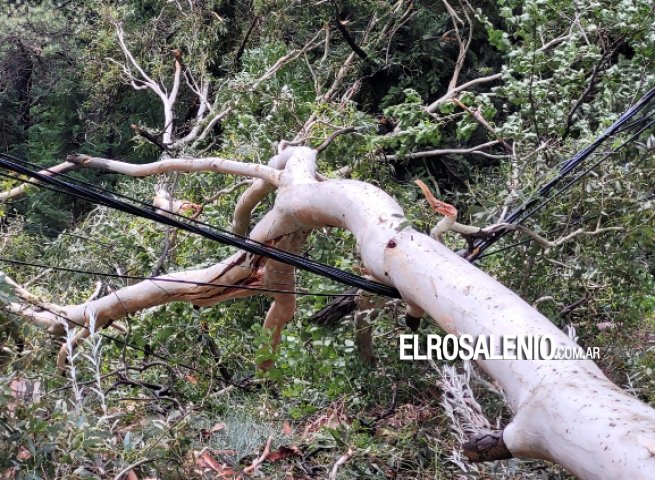 Más consecuencias del temporal en Pehuen Co: Voladura de techos y caída de ramas