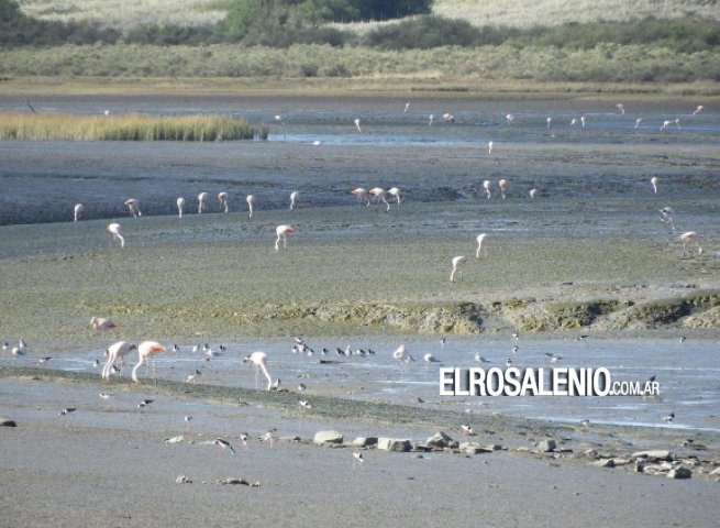 Taller teórico-práctico sobre las aves de la región