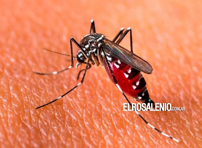 Dengue en la Prov. de BS.AS: Expertos solicitan medidas de prevención