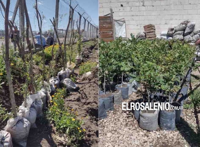 La cárcel de Saavedra le dona 1200 árboles al municipio de Bahía Blanca