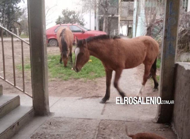 “A partir del 1 de enero vamos a empezar a secuestrar a los animales sueltos”