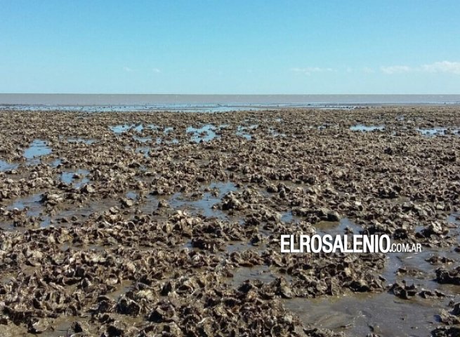 Proyecto para salsa de ostras: aclaran que no usarán las de Arroyo Pareja