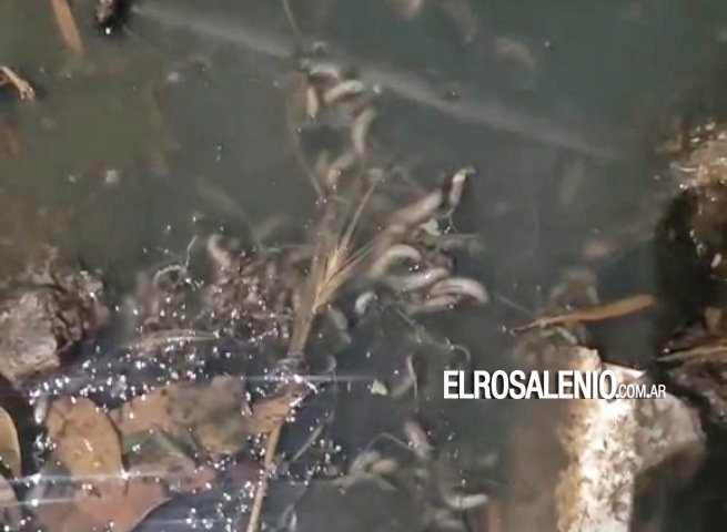 Invasión de gusanos cola de rata en desbordes cloacales de calle Mitre al 100