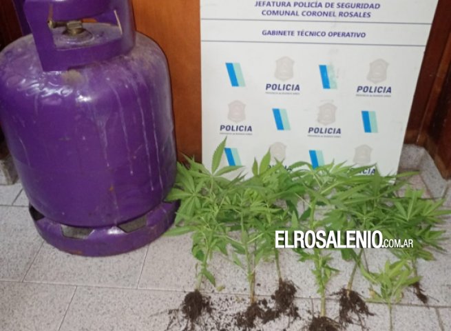 Buscaban una garrafa y encontraron plantas de marihuana