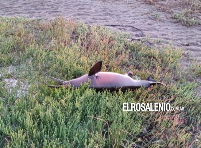 Encontraron un ejemplar de delfín franciscana muerto en la costa de Villa del Mar