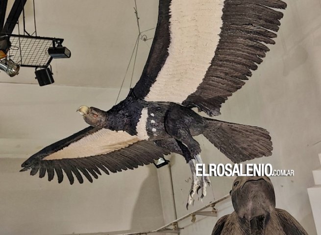 Se presentó una réplica de un Teratornítido en el Museo Darwin