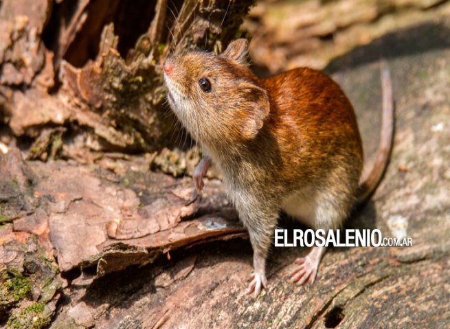 Hantavirus en Tres Arroyos: “La persona presenta una leve mejoría“