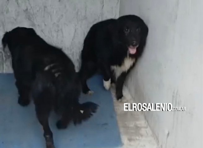 “Logramos que saquen nueve perros, pero atrás de todo esto hay una persona que necesita ayuda“