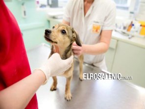 Convocatoria a médico veterinario para sumarse al área de salud municipal
