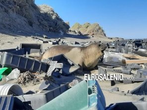Playas de plástico: alarma por animales rodeados de basura en las costas de Península Valdés