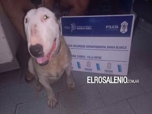 Bahía Blanca: Allanan una casa para rescatar a un perro robado 