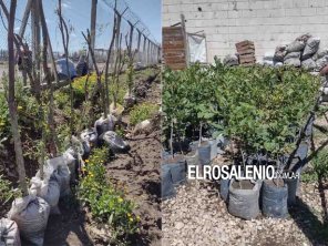 La cárcel de Saavedra le dona 1200 árboles al municipio de Bahía Blanca