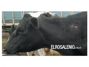 “Capital del robo”: un productor contó que le mataron una vaca de su hija