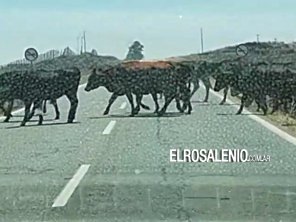Ganado suelto en la Ruta 249, frente al basural municipal