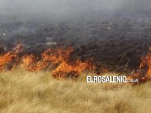 En campos lindantes al basural: los animales no tienen pasto para comer y se escapan