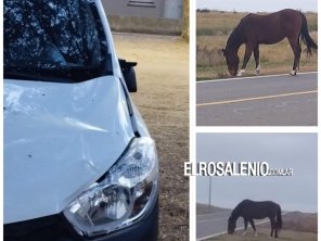 Otra vez caballos sueltos: un automovilista chocó ayer a uno en Ruta 249
