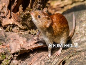 Hantavirus en Tres Arroyos: “La persona presenta una leve mejoría“