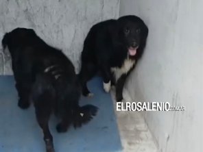 “Logramos que saquen nueve perros, pero atrás de todo esto hay una persona que necesita ayuda“
