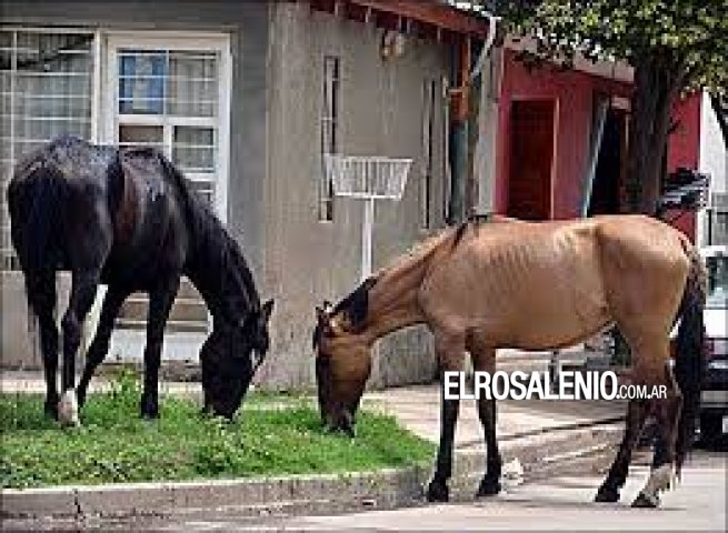 El municipio y dueños de caballos buscan una solución a la problemática