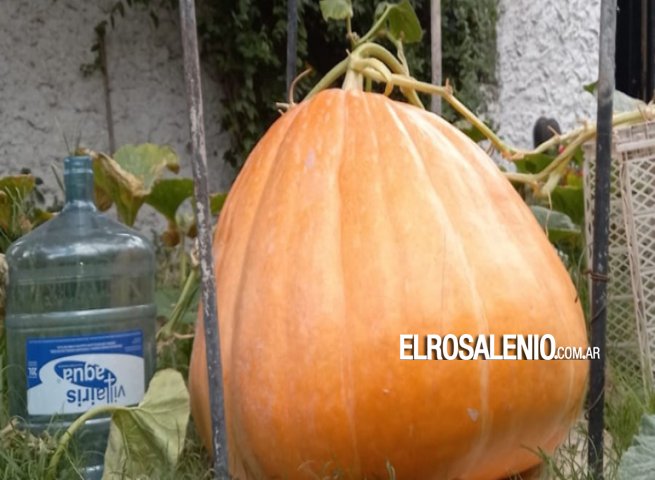 Plantó una semilla de calabaza y cosechó un zapallo de 88 kilos