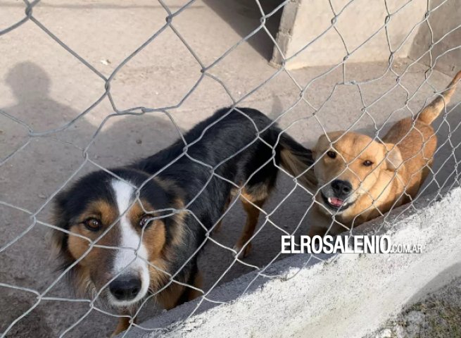 Vecinos pringlenses juntan firmas para evitar el encierro de perros