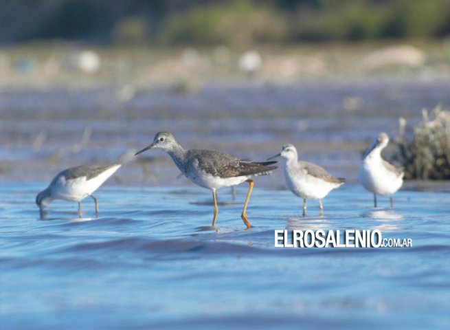 Aves Playeras: Realizarán una actividad lúdica en el Humedal de Arroyo Pareja