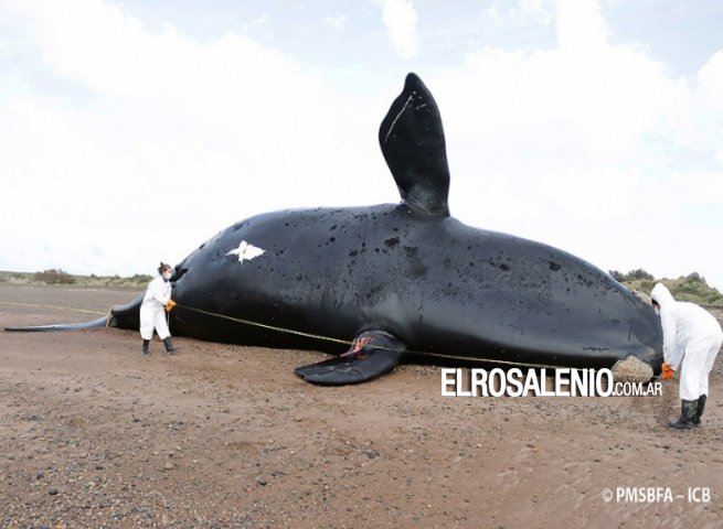 Ya son 30 las ballenas muertas en el Golfo Nuevo 