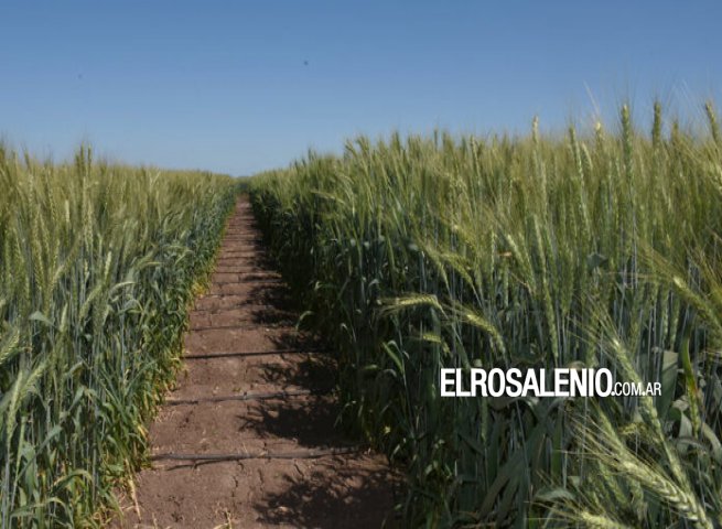 La sequía histórica acrecienta el retraso en la siembra de la soja y el maíz