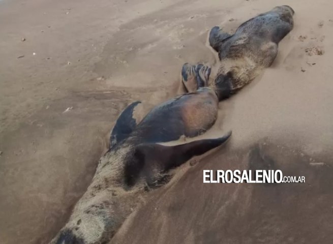 Hallaron cuatro lobos marinos muertos en Orense y temen brote de gripe aviar