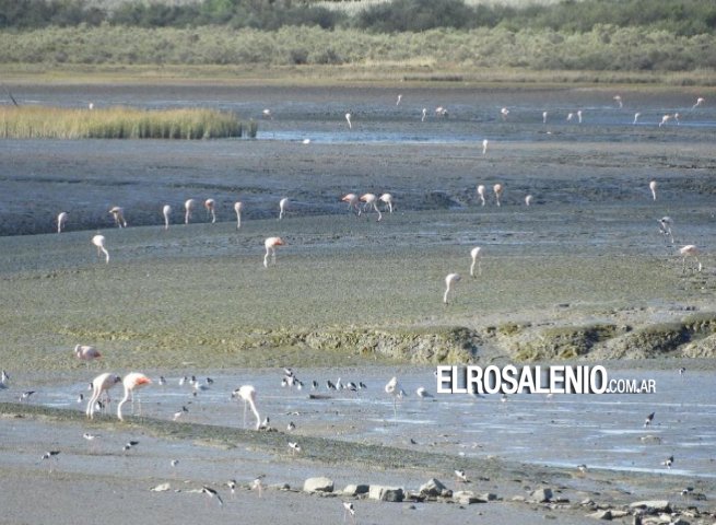 Humedal Hapic invita al Censo de Basura en Playa 