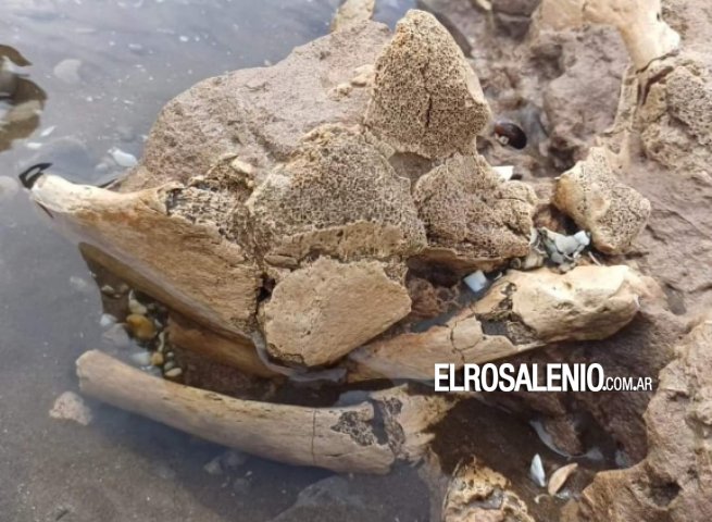 Nuevo hallazgo de restos fósiles en Pehuen Co