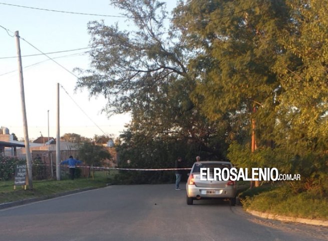 Cayó un árbol en Pringles al 300 y la calle permanece cortada