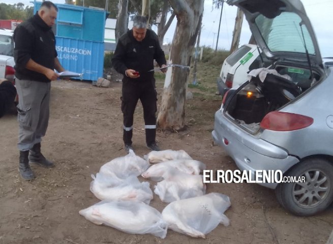 Circulaba con licencia vencida y siete lechones en el baúl