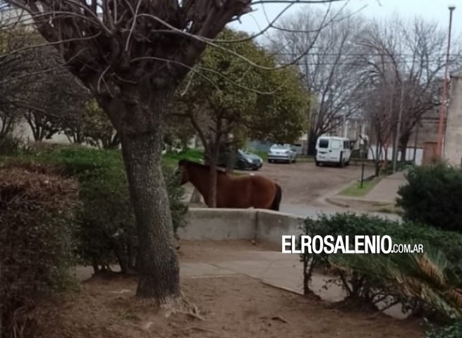 Dos caballos sueltos preocupan a vecinos de distintos barrios 