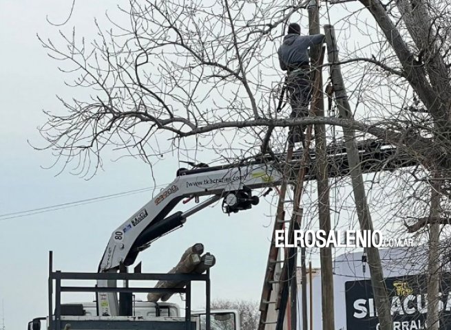 Otra vez, vecinos aseguran que colocan postes de palmera pese a prohibición