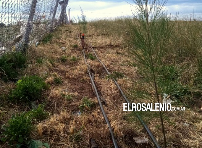 Plantan cortina forestal con sistema de riego en el frente del basural