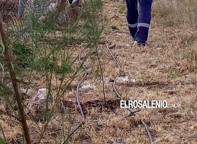 Plantan cortina forestal con sistema de riego en el frente del basural