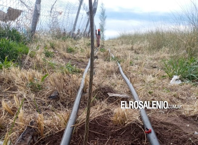 Plantan cortina forestal con sistema de riego en el frente del basural