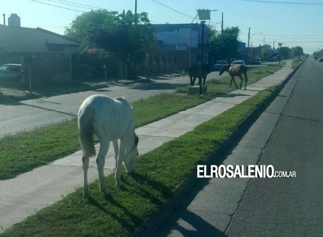 Otra vez la preocupación por caballos sueltos, ahora en Avenida Tucumán 