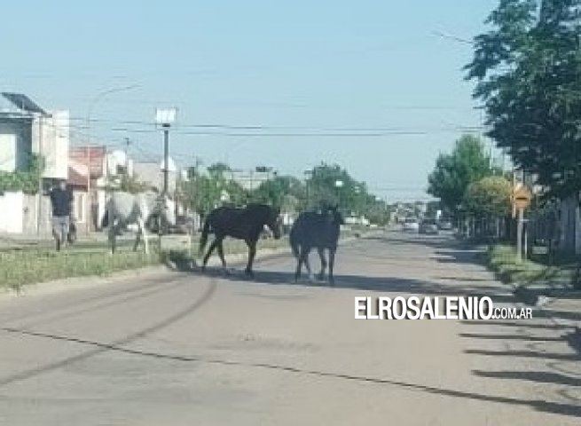 Otra vez la preocupación por caballos sueltos, ahora en Avenida Tucumán 