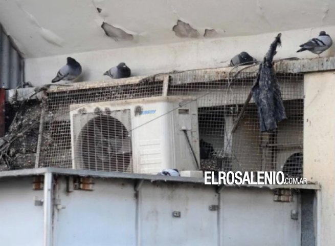  Preocupación por las palomas: harán un nuevo estudio para controlar la sobrepoblación 