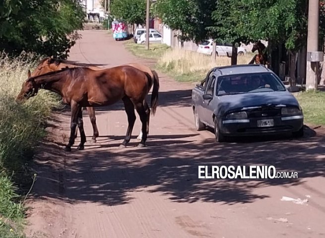 Caballos sueltos en las calles de la ciudad, una postal que preocupa cada vez más a los vecinos